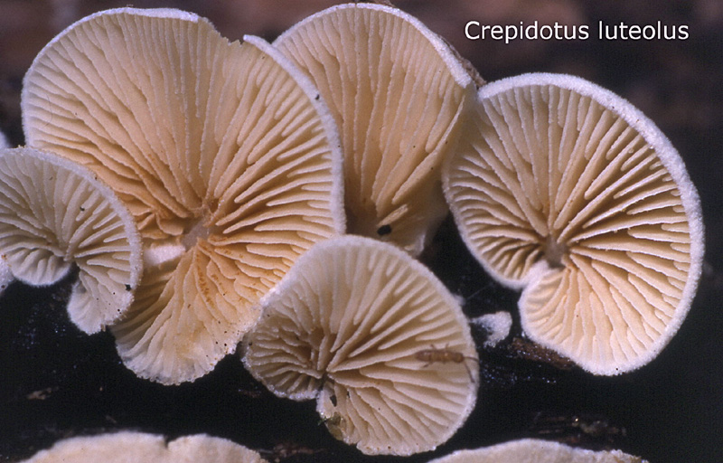 Crepidotus luteolus-amf721.jpg - Crepidotus luteolus ; Syn: Claudopus terricola ; Nom français: Crépidote jaunâtre